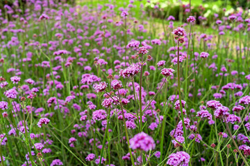 Obraz na płótnie Canvas Verbena or pigeon grass. Lilac garden flowers.