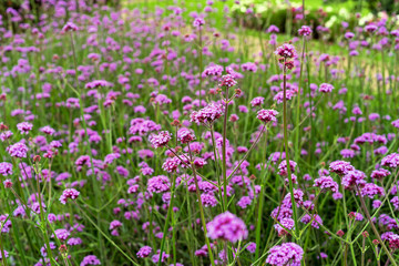 Fototapeta premium Verbena or pigeon grass. Lilac garden flowers.
