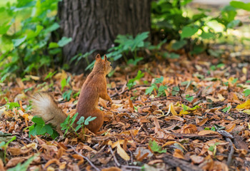 Brown squirrel. Portrait of a squirrel. Squirrel on a background of nature.