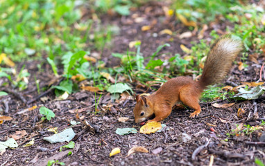 Brown squirrel. Portrait of a squirrel. Squirrel on a background of nature.