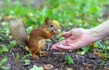 Naklejka na ściany i meble Squirrel eating nuts from human hand. Squirrel and human.