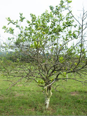 Orange citrus trees orchard heavily infected with huanglongbing HLB yellow dragon or citrus greening plague deadly disease caused by candidatus liberibacter bacteria	