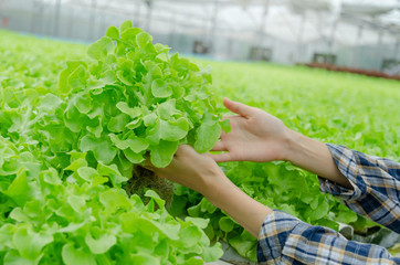 young woman farmer hands checking fresh green oak lettuce salad, organic hydroponic vegetable in...