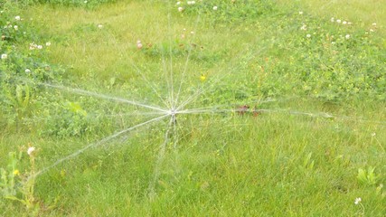 Automatic lawn sprinkler watering green grass. Sprinkler with automatic system. Garden irrigation system watering lawn. Water saving or water conservation from sprinkler system with adjustable head.