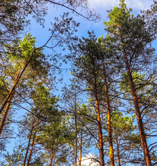 Fototapeta premium Tall trunks of pine trees on a background of blue sky in the forest