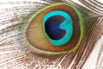 Obraz premium Peacock Feather Images