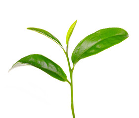 Obraz premium green tea leaf isolated on white background