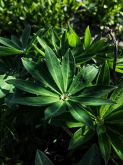 Fototapeta na wymiar Green lupine plant with raindrop in the garden