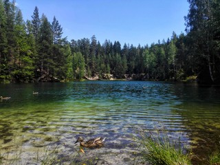 Duck swim in the forest lake