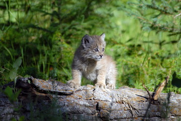 Baby Lynx