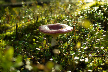 Edible mushroom plantation pine forests.