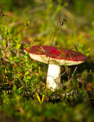 Edible mushroom plantation pine forests.