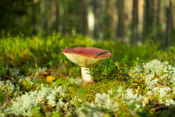 Edible mushroom plantation pine forests.