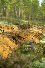 Prevention of forest fires. Protection of forests from fires.