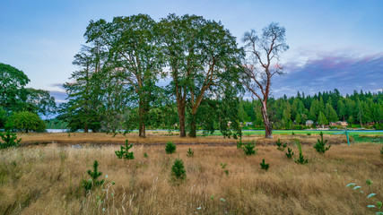 Trees And Grassland Along Oakland Bay, Washington State