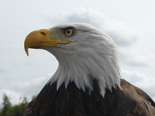 Fototapeta premium bald eagle