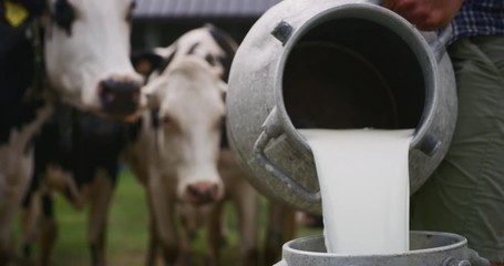 Slow motion close up of an young male farmer is pouring a fresh milk to filling a can on a dairy farm on a background  of the cows in a sunny day.