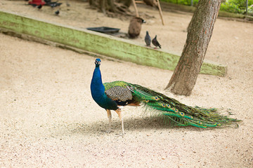 Fototapeta premium peacock in the zoo
