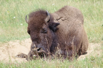 Fototapeta premium Bison d'Amérique