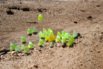 A group of many butterfies on the sand