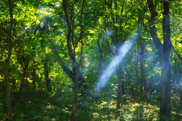 Smoky sunshine rays passing through tree branches in the forest.