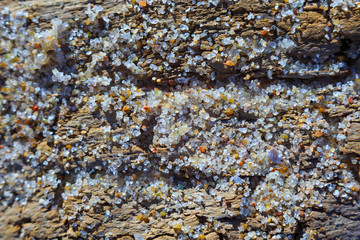 Small grains of sand on the surface of an old dried cracked tree.