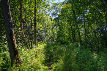 View of the beautiful forest in summer sunny day.