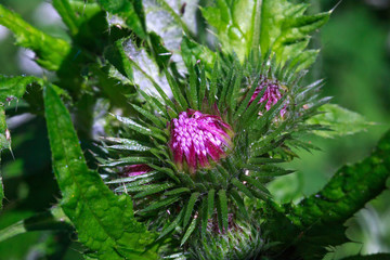 Blooming flower of one of the species of Asteraceae family.