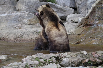Jeux d'ours grizzli