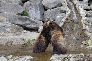 Jeux d'ours grizzli