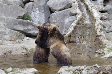 Jeux d'ours grizzli