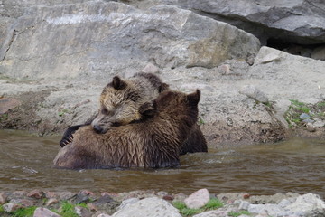 Fototapeta premium Jeux d'ours grizzli