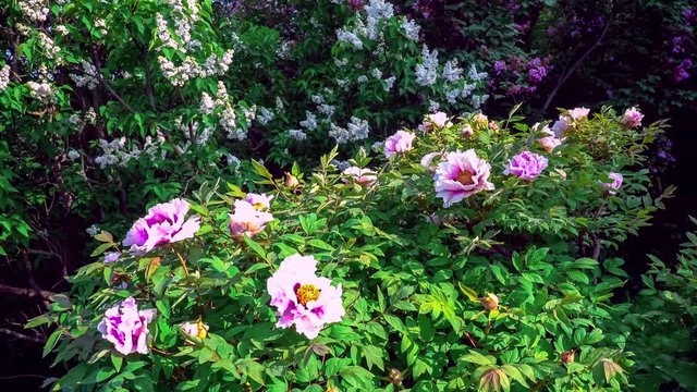 Pink flowers of peony tree