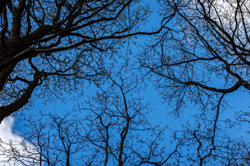 Silhouettes of bare branches against the blue sky in early spring.