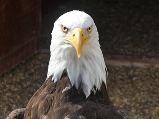 bald eagle