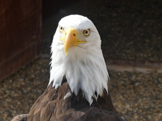 bald eagle