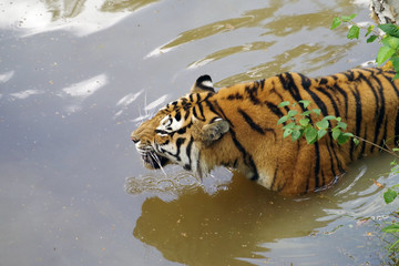 Tigre de l'Amour, ou tigre de Sibérie
