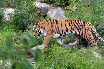 Tigre de l'Amour, ou tigre de Sibérie