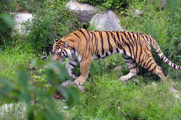 Fototapeta na wymiar Tigre de l'Amour, ou tigre de Sibérie