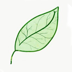 green leaf isolated on white background