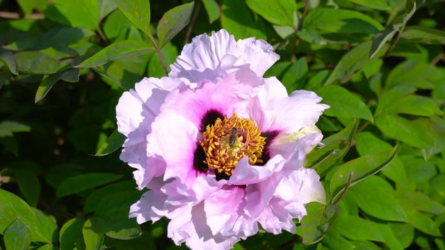 Pink flowers of peony tree