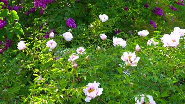 Pink flowers of peony tree