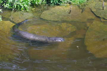 Obraz premium Vison d'Amérique