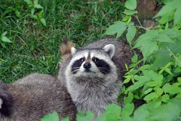 Fototapeta premium Raton laveur