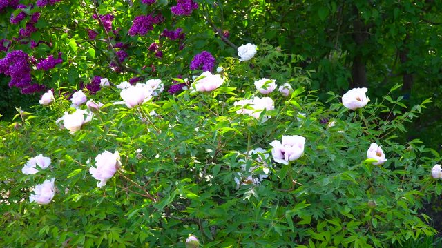 Pink flowers of peony tree