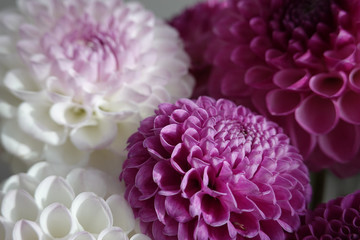Pink and white dahlia flowers. Close up