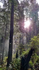 Forest and Fog