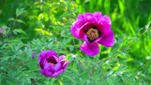 Pink flowers of peony tree