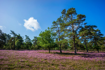 Lüneburger Heide  - Heidelandschaft