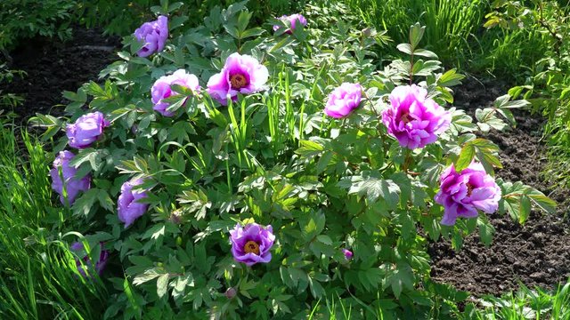 Pink flowers of peony tree